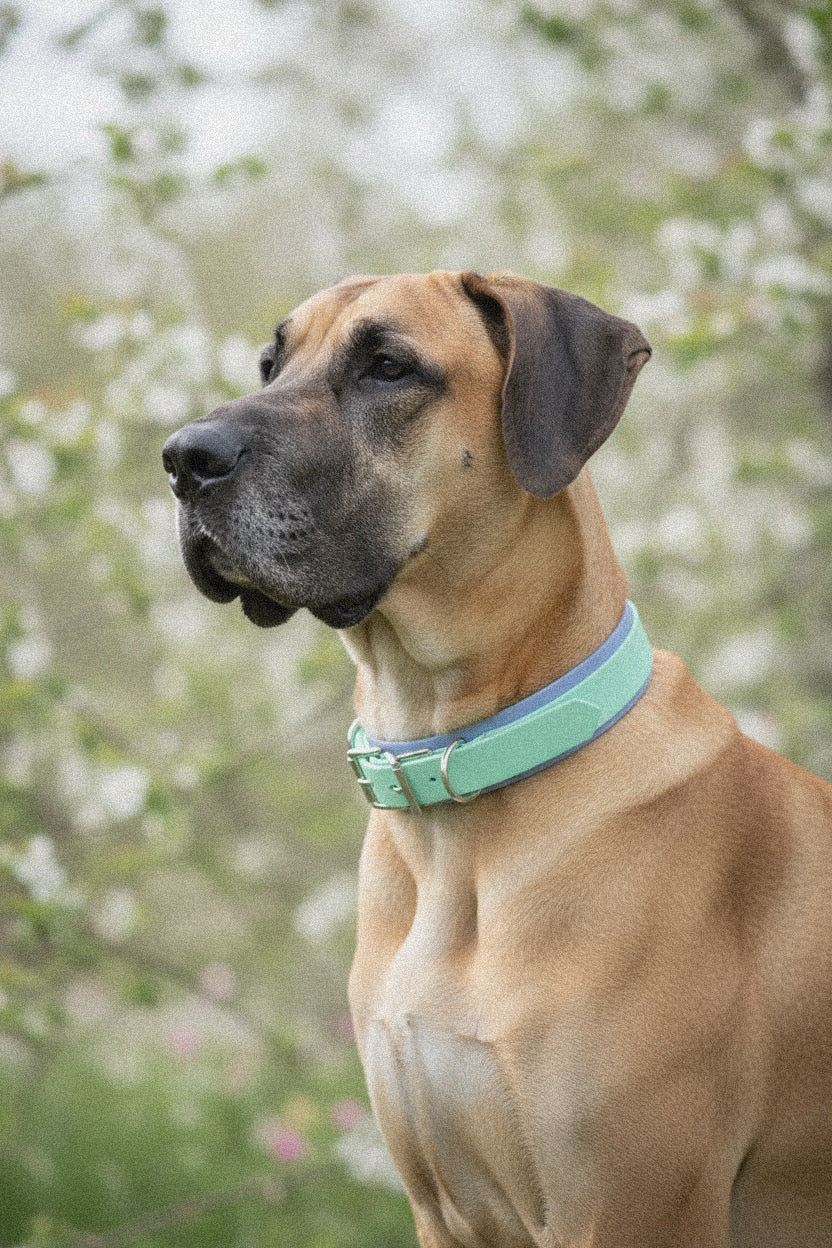 Pastel Purple & Green Biothane